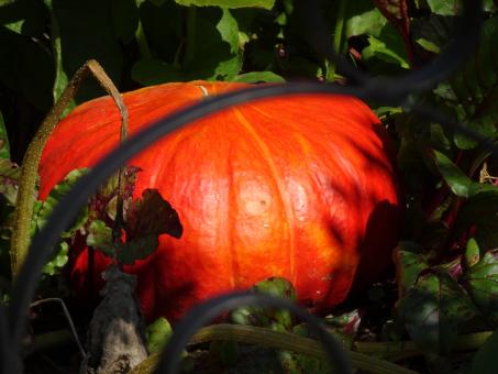 Free Stock Photo of Prospective pumpkin pie (to be confirmed)