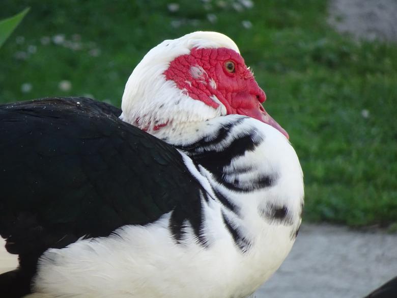 Free stock image of Odd duck created by GAIMARD Jacques