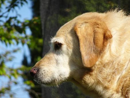 Free Stock Photo of Dog engaged in deep philosophical reflections...