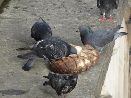 Free Stock Photo of Gee!! We'll make it through the winter with all that bread...