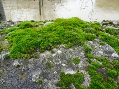 Free Stock Photo of Winter and water are the key elements for a beautiful moss!