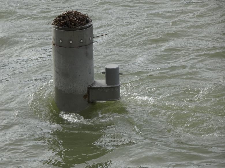 Free stock image of Bird nest with sea view ? created by GAIMARD Jacques
