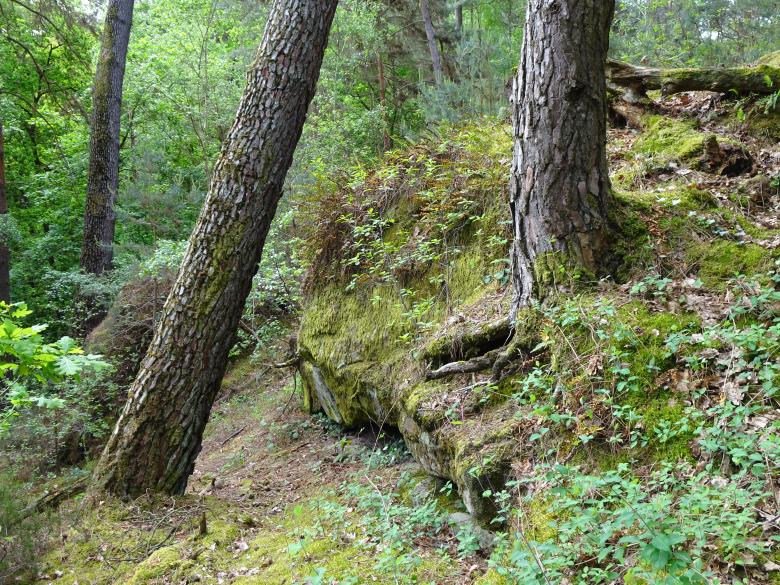Free stock image of Pine trees among sandstone rocks in a forest created by GAIMARD Jacques