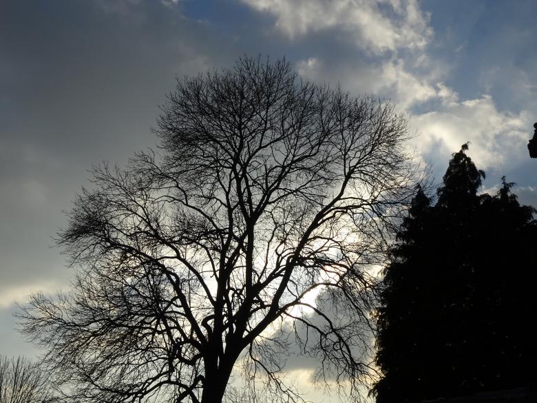 Free stock image of Tree silhouette with sinister sky in winter created by GAIMARD Jacques