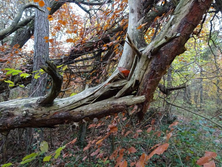 Free stock image of Broken tree in the forest... created by GAIMARD Jacques