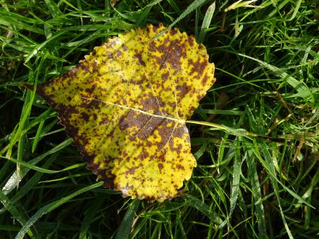 Fall leaf on a bed of grass - Free Stock Photo