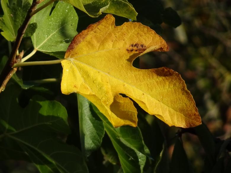 Free stock image of Fig leaf with autumn colors created by GAIMARD Jacques
