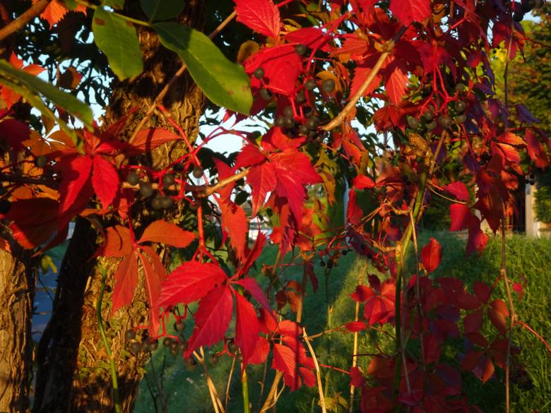 Free stock image of Virginia creeper in fall,  with its appropriate dress... created by GAIMARD Jacques