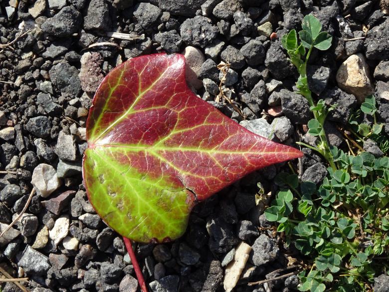 Free stock image of Fall poison ivy leaf on a street created by GAIMARD Jacques