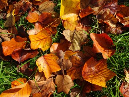 Fall leaves on grass, sunny morning... - Free Stock Photo