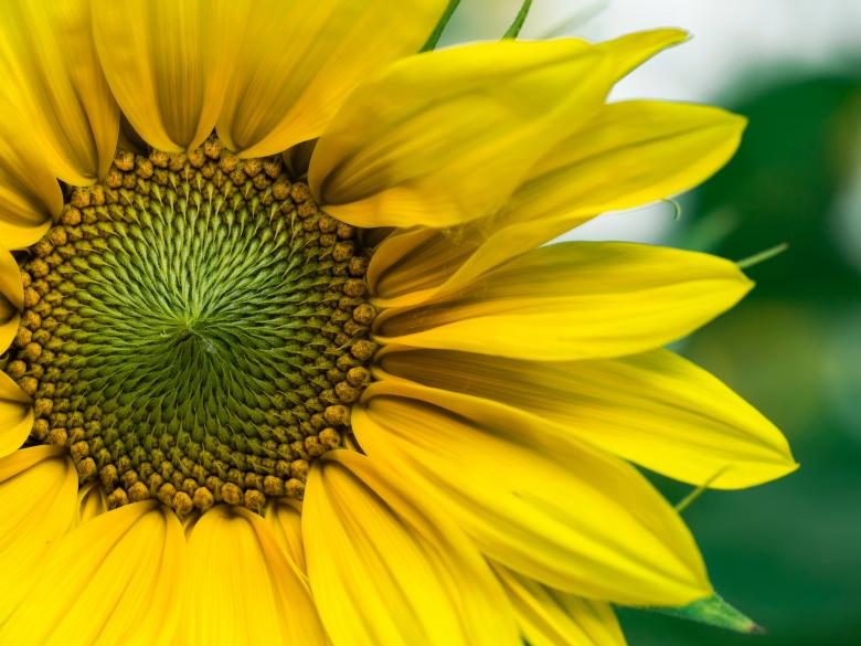 Free stock image of Sunflower Close Up created by Muhammad Numan