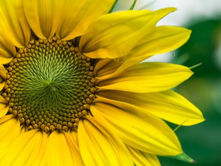 Sunflower Close Up - Free Stock Photo