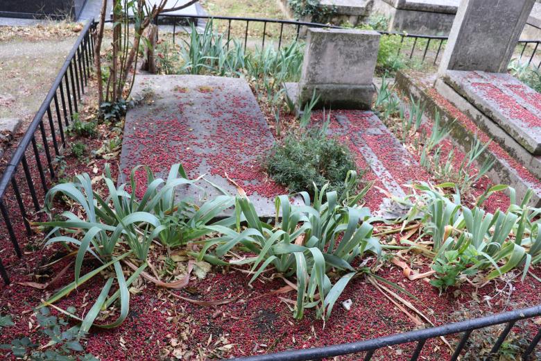 Free stock image of Graves covered by fruits fallen from a tree created by GAIMARD Jacques