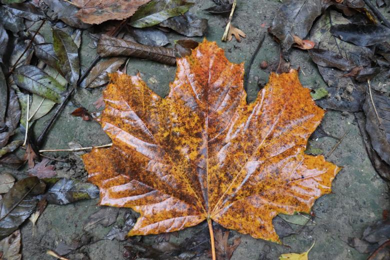 Free stock image of Such a beautiful season... created by GAIMARD Jacques