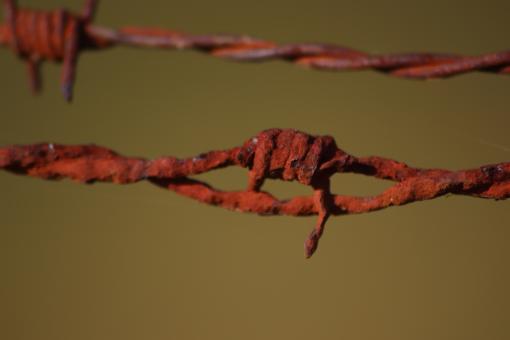 Free Stock Photo of Rusted, but strong enough barbed wire...
