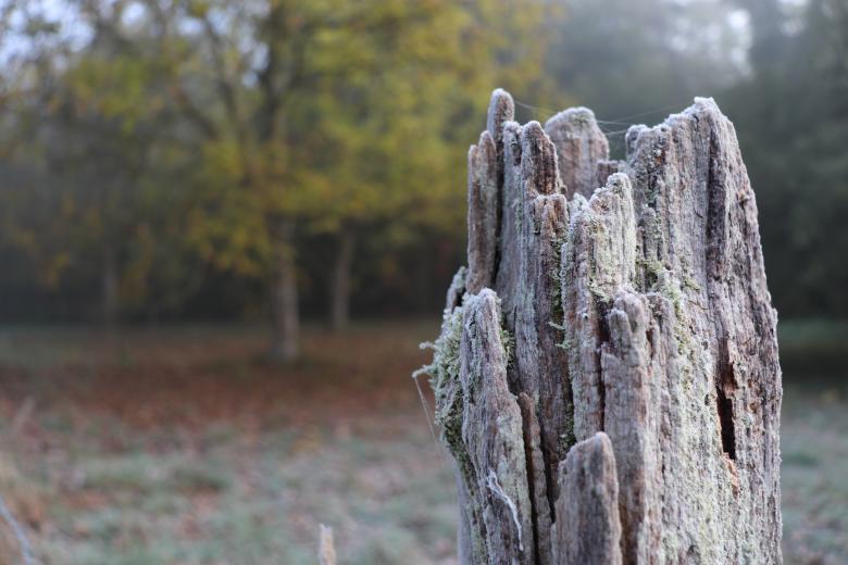 Free stock image of An old post covered by morning frost created by GAIMARD Jacques