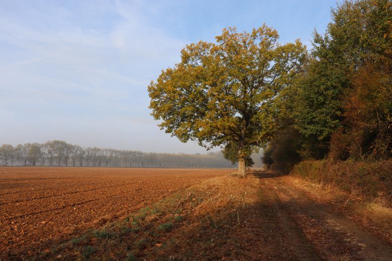 Free stock image of Old oak on a pathway created by GAIMARD Jacques
