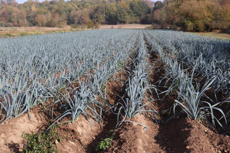 Free stock image of A leek a day keeps the doctor away... created by GAIMARD Jacques