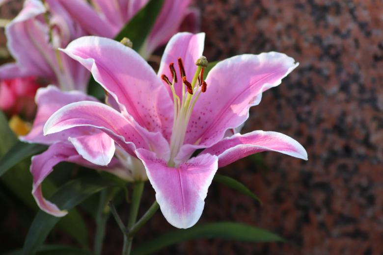 Free stock image of Flower tribute for All Souls Day created by GAIMARD Jacques