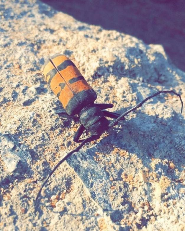 Free stock image of Beetle  created by Kash Charm