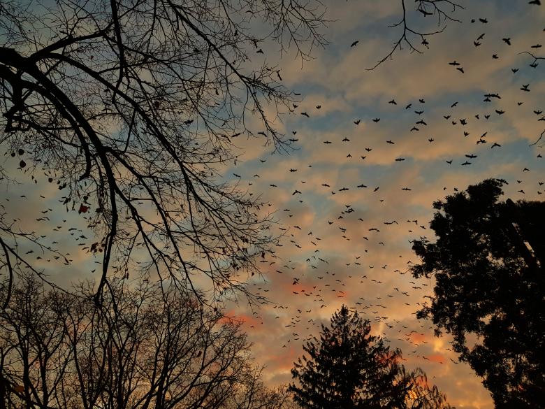 Free stock image of Nature Freedom created by Radu Dalas