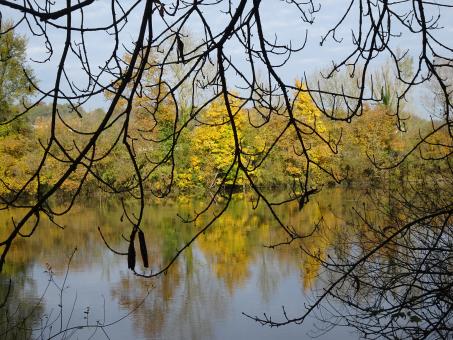 Free Stock Photo of Golden trees and calm river in autumn