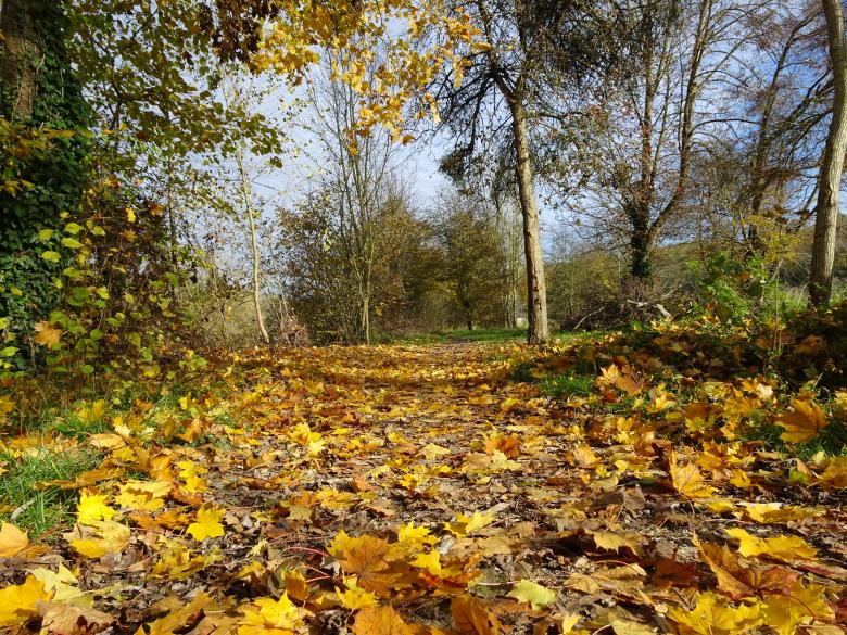Free stock image of Walking on a golden pathway created by GAIMARD Jacques