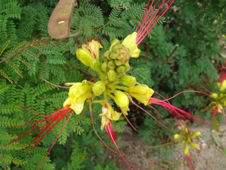 Free Stock Photo of Very unusual flower of an 