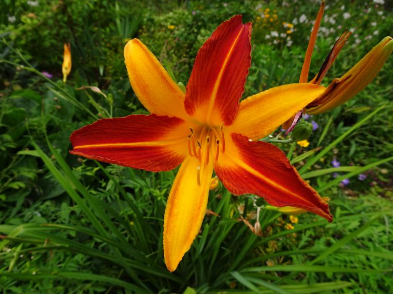Free stock image of Hemerocallis (one-day beauty, in Latin) created by GAIMARD Jacques