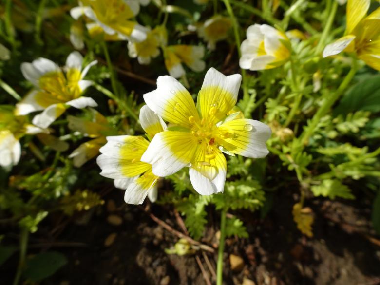 Free stock image of Half yellow, half-white weird flower... created by GAIMARD Jacques