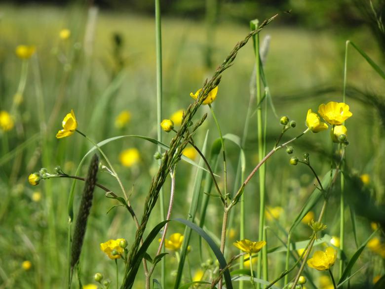 Free stock image of Wild flower in a prairie created by GAIMARD Jacques
