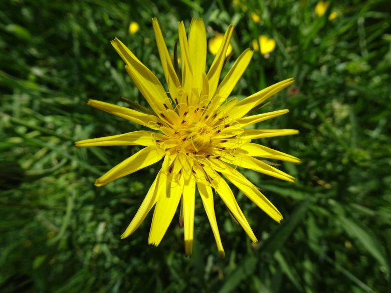 Free stock image of Dandelion shining flower created by GAIMARD Jacques