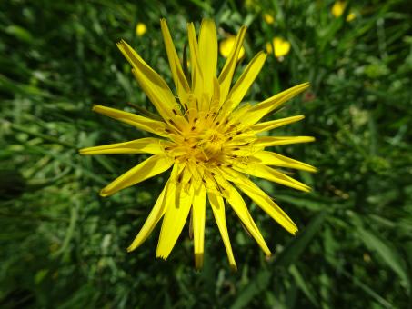 Dandelion shining flower - Free Stock Photo