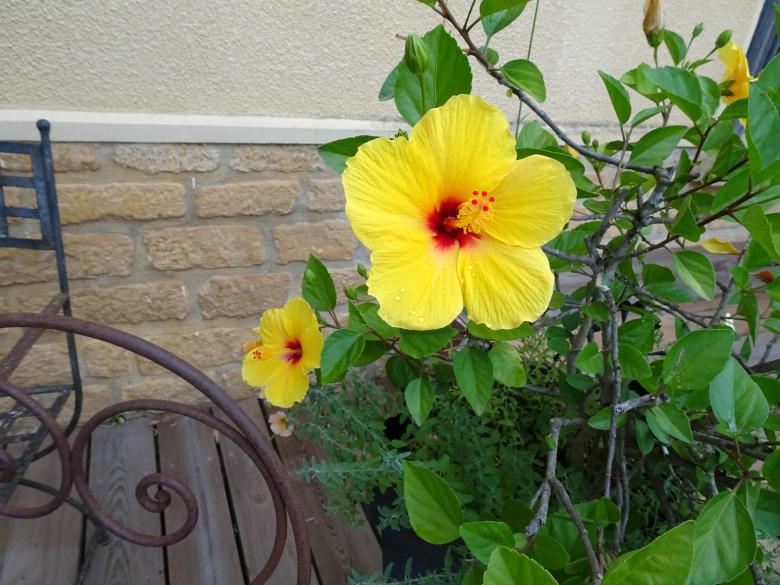 Free stock image of Yellow hibiscus created by GAIMARD Jacques