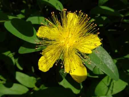 Hypericum beauty - Free Stock Photo