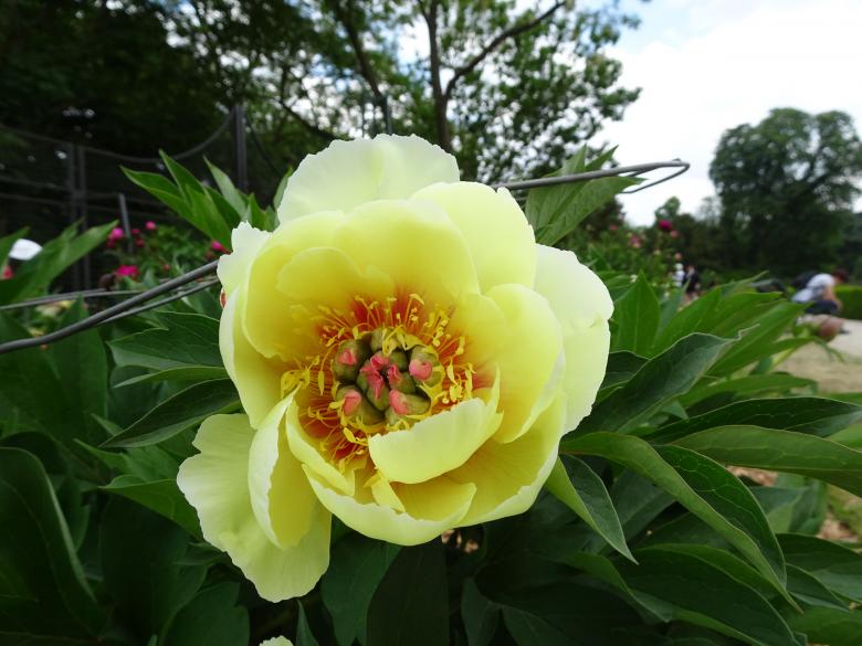 Free stock image of Peony marvel created by GAIMARD Jacques