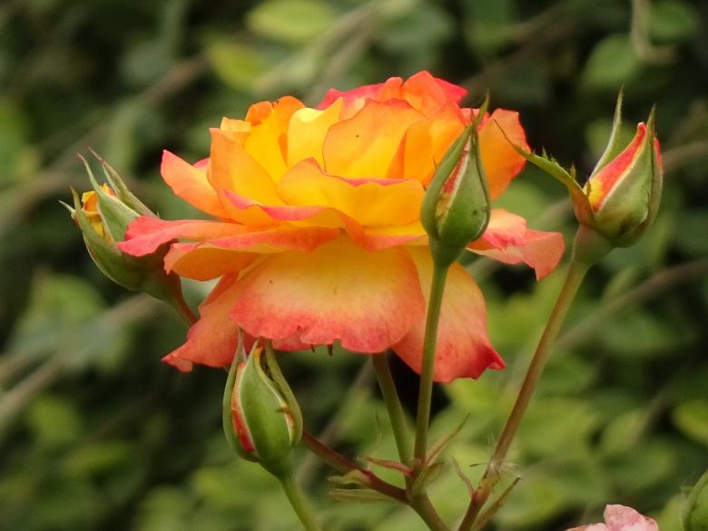 Free stock image of Princess rose created by GAIMARD Jacques