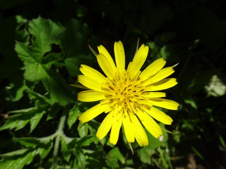 Free stock image of Lonely flower created by GAIMARD Jacques