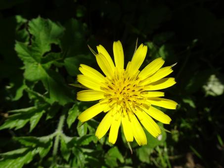 Lonely flower - Free Stock Photo