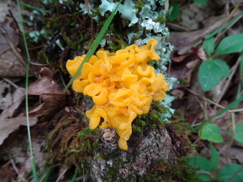 Free stock image of Flower ? No...Mushroom ! created by GAIMARD Jacques