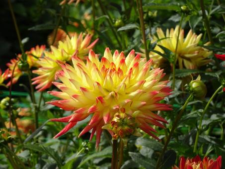 Free Stock Photo of Yellow dahlia with red tips