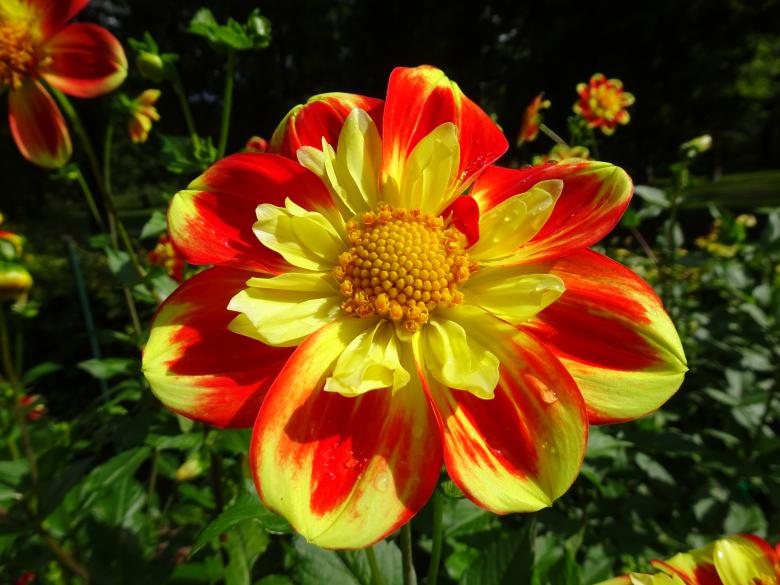 Free stock image of Red and yellow "flat" dahlia created by GAIMARD Jacques