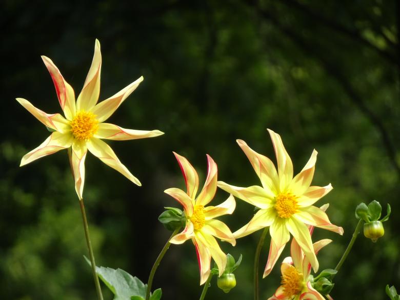 Free stock image of Star dahlias created by GAIMARD Jacques