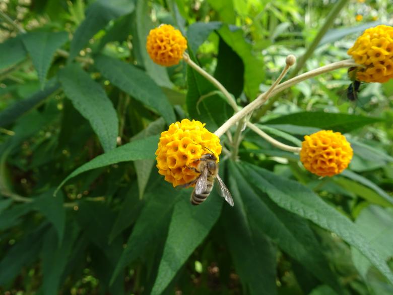 Free stock image of Bee enjoying a pollen lunch created by GAIMARD Jacques