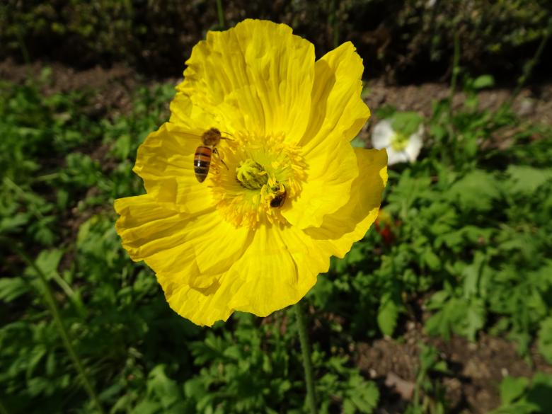 Free stock image of Yellow poppy with a foraging bee created by GAIMARD Jacques