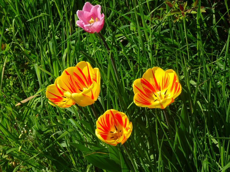 Free stock image of Yellow-red tulips in spring created by GAIMARD Jacques