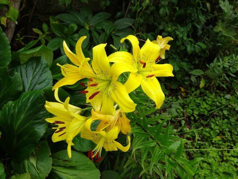 Free stock image of Yellow lily flower created by GAIMARD Jacques