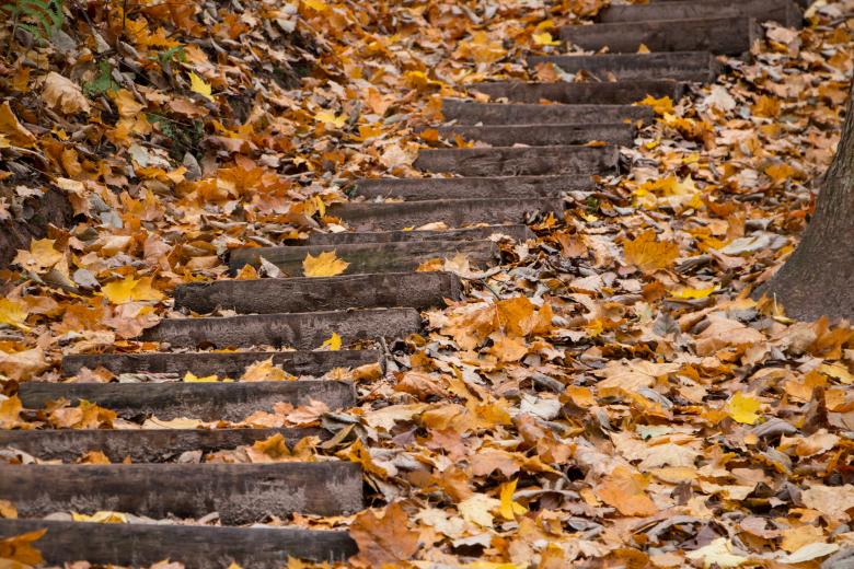 Free stock image of Colors of Fall created by Janis Urtans