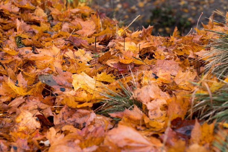 Free stock image of Leafs in Autumn created by Janis Urtans