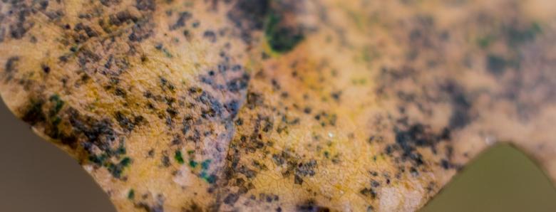 Free stock image of A Yellow Leaf Closeup created by Janis Urtans